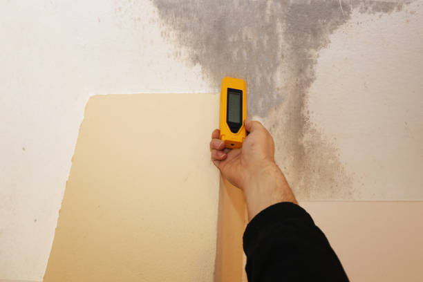 Best Basement Mold Removal  in Evart, MI