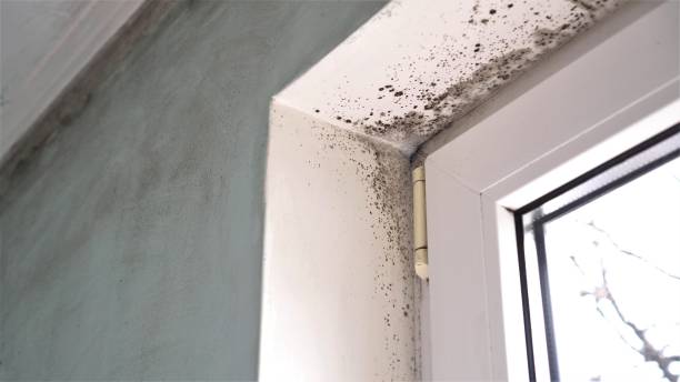 Mold Odor Removal Services in Evart, MI