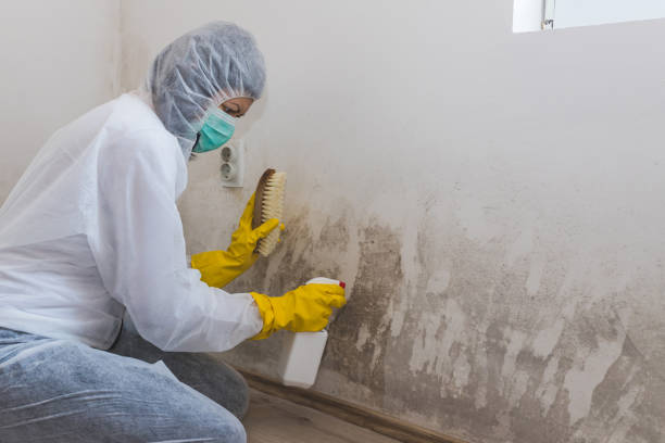 Best Emergency Mold Remediation  in Evart, MI
