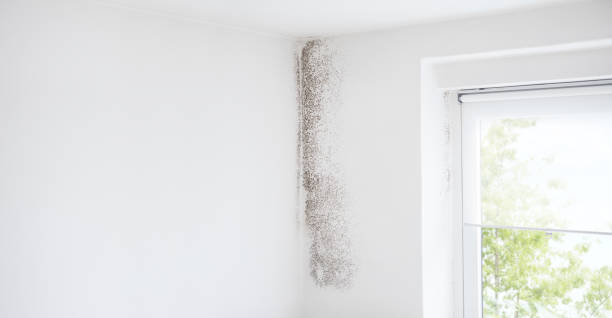 Best Attic Mold Removal  in Evart, MI