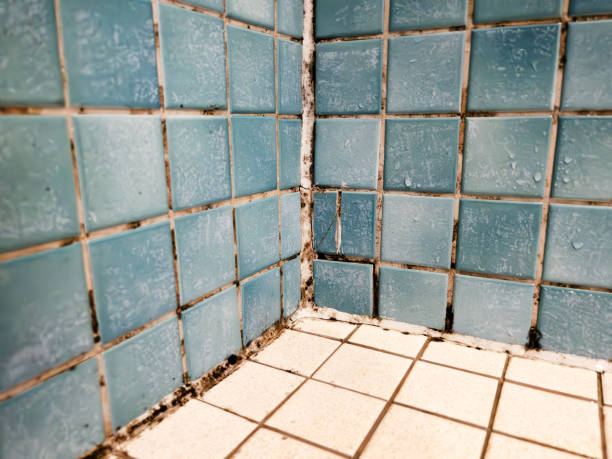 Best Water Damage & Mold Remediation  in Evart, MI