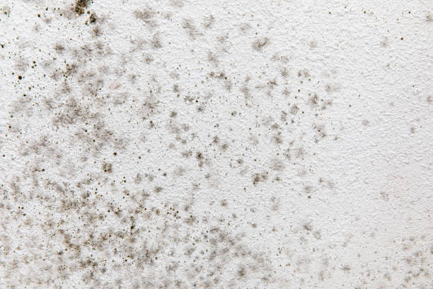 Best Mold Damage Restoration  in Evart, MI