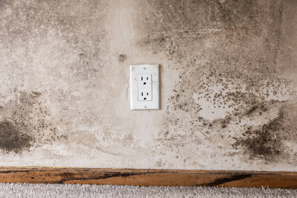 Best Mold Prevention Services  in Evart, MI