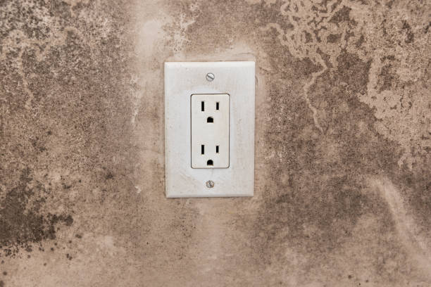 Best Commercial Mold Inspection  in Evart, MI