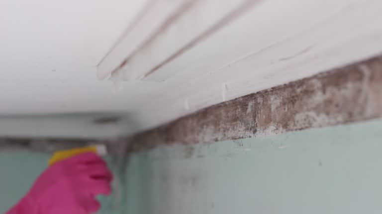 Biohazard Mold Removal in Evart, MI