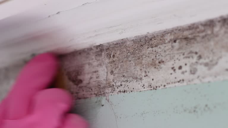 Best Crawl Space Mold Remediation  in Evart, MI